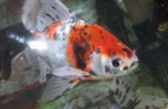 麥穗魚當觀賞魚養行嗎