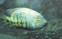 黃曼龍魚兇還是藍曼龍