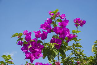 三角梅為啥老起蚜蟲