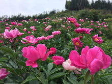 三角梅為啥老起蚜蟲