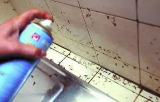 下雨天為什么有飛蟻