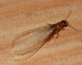 下雨天為什么有飛蟻