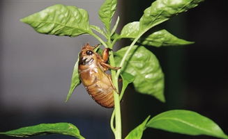 下雨天知了猴會(huì)出來(lái)嗎