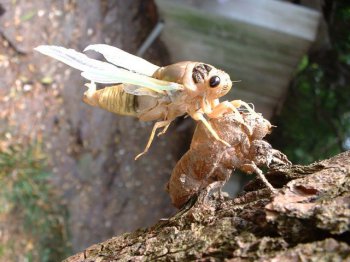 下雨天知了猴會(huì)出來(lái)嗎