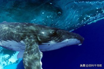 為什么虎鯨不長藤壺