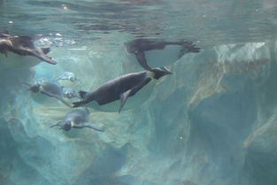 為什么虎鯨不長藤壺