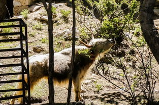 山羊爬山摔死的多嗎