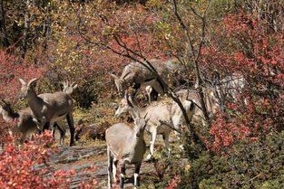 山羊爬山摔死的多嗎