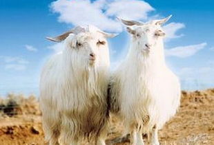 山羊爬山摔死的多嗎