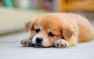 微笑狗為什么嚇人