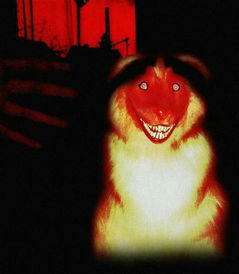 微笑狗為什么嚇人