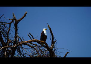 兔子叼草后幾天下崽
