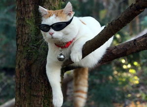 兔子叼草后幾天下崽