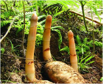 天鵝蛋花有什么攻效