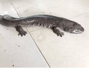 娃娃魚學名叫什么名字