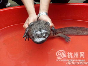 娃娃魚學名叫什么名字