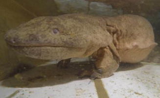 家里養娃娃魚吉祥嗎