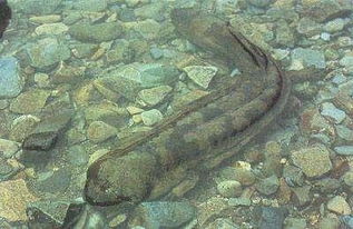 家里養娃娃魚吉祥嗎