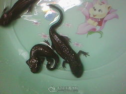 家里養娃娃魚吉祥嗎