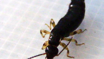 家里有蠼螋怎么辦