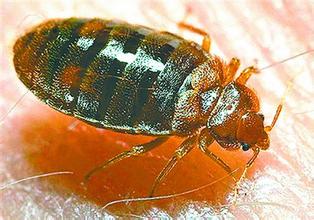 家里有蠼螋怎么辦