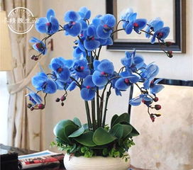 家里來黑蝴蝶什么意思