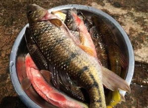 小溪里的石斑魚怎么釣