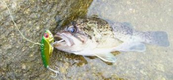 小溪里的石斑魚怎么釣