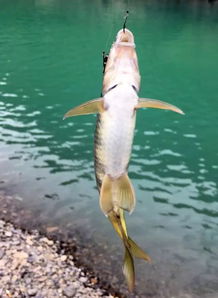 小溪里的石斑魚怎么釣