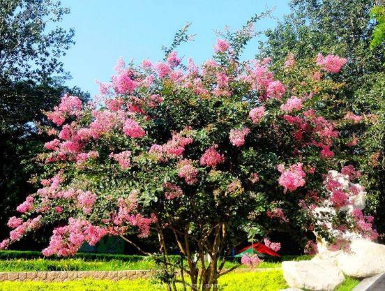 世界上最怕癢的樹紫薇樹,紫薇花會發出吱吱的笑聲