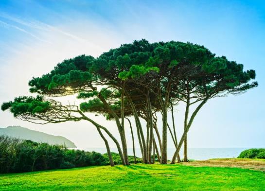 世界上最不怕火燒的樹，海松木材可做成煙斗