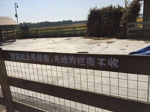 歇后語什么鴨子嘴硬