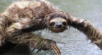 水猴子能自愈嗎