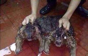 水猴子能自愈嗎