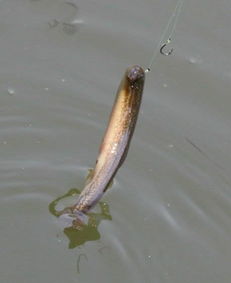 用泥鰍釣黑魚怎樣掛