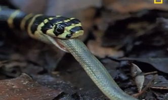 眼鏡王蛇最大有多大