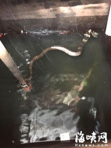 眼鏡王蛇最長多少米