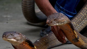 眼鏡王蛇最長多少米
