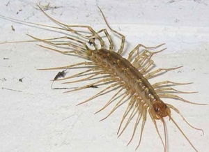 蚰蜒是益蟲還是害蟲