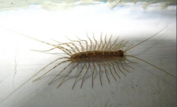 蚰蜒是益蟲還是害蟲