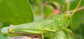 蚰蜒是益蟲還是害蟲