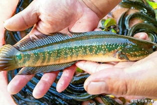 蛇頭魚是不是黑魚