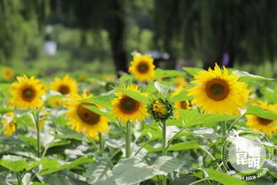 螳螂川向日葵幾月份開
