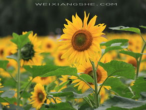 螳螂川向日葵幾月份開