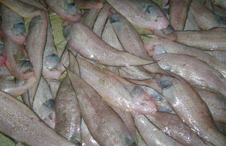 踏板魚是龍利魚嗎