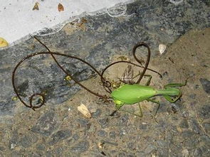 鐵線蟲會在人體繁殖嗎