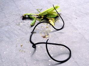 鐵線蟲會在人體繁殖嗎