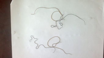 鐵線蟲會在人體繁殖嗎