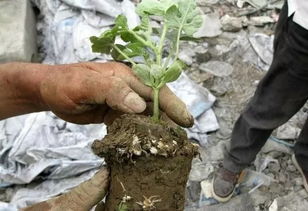 鐵線蟲高溫能殺死嗎