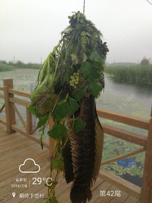 雨后可以路亞黑魚嗎
